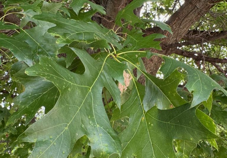 Tree Preservation Tree Preservation