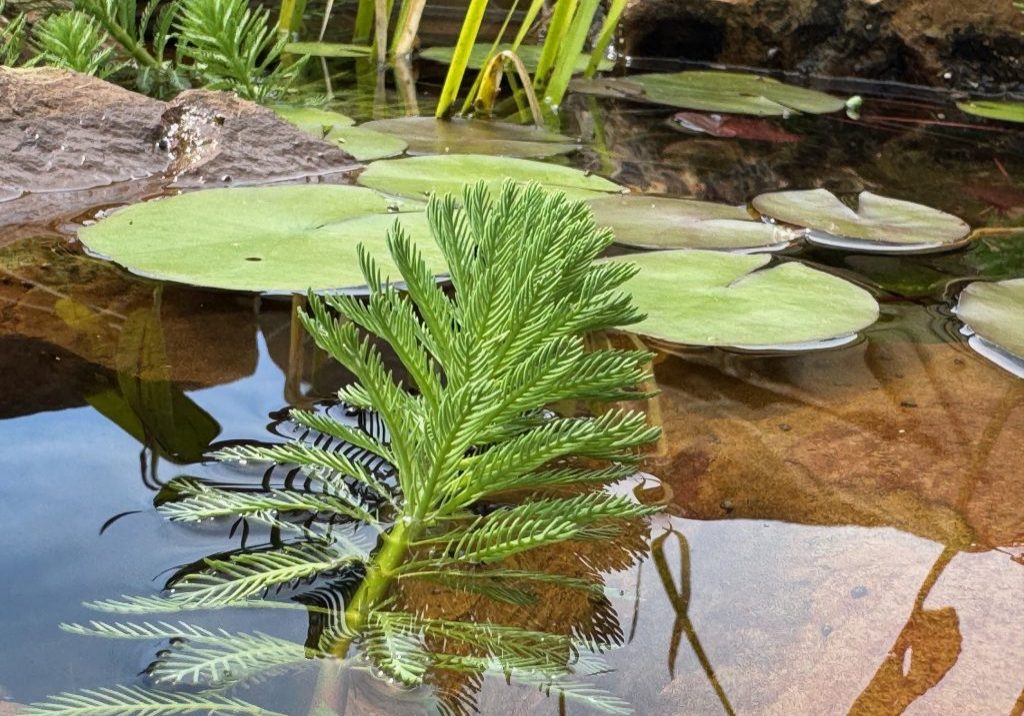 Wildlife Oasis Wildlife Oasis
